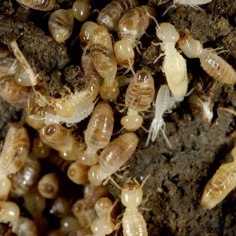 subterranean termite control
