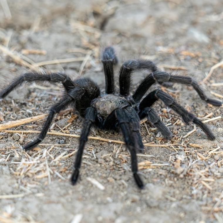 tarantula spider control