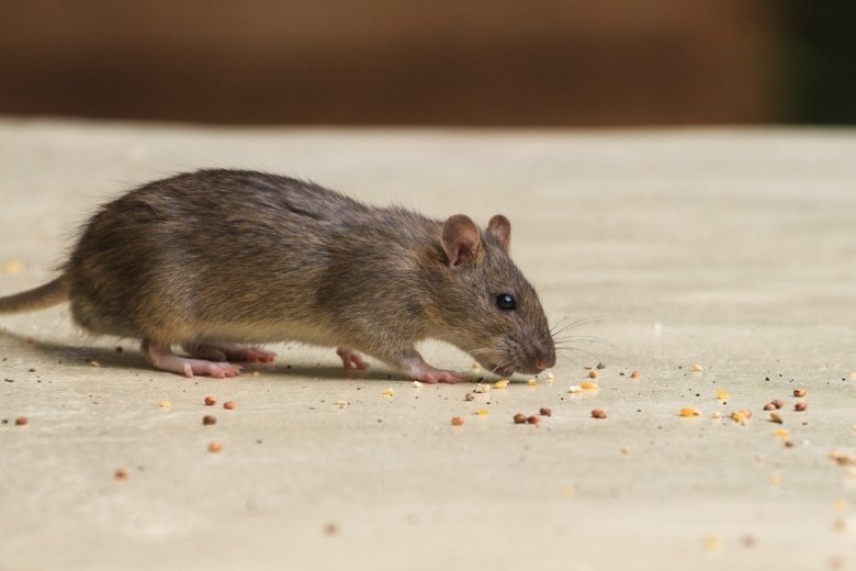 upper marlboro md pest control and exterminator services