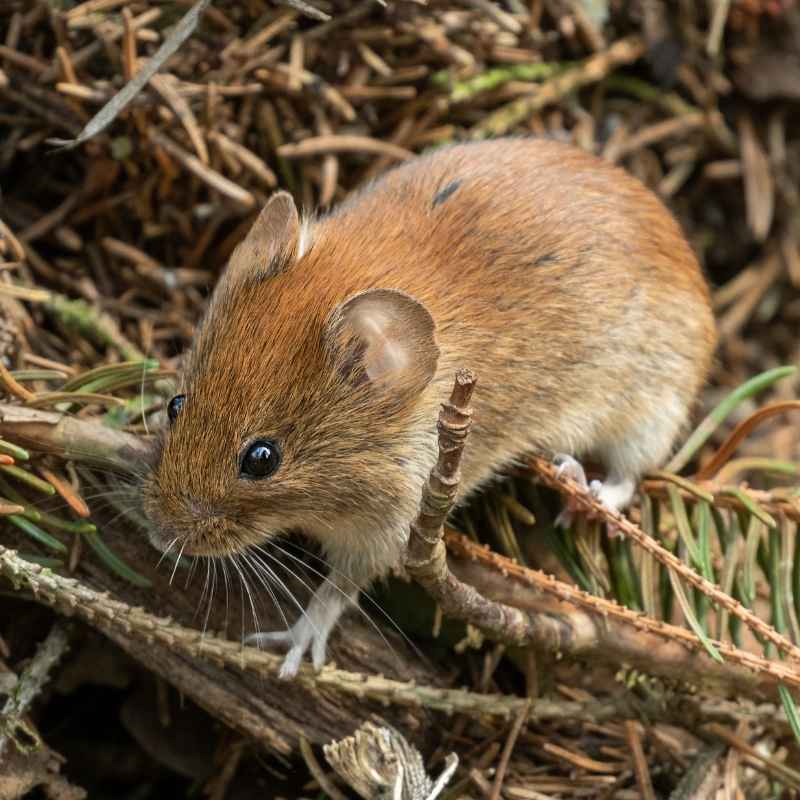 vole control