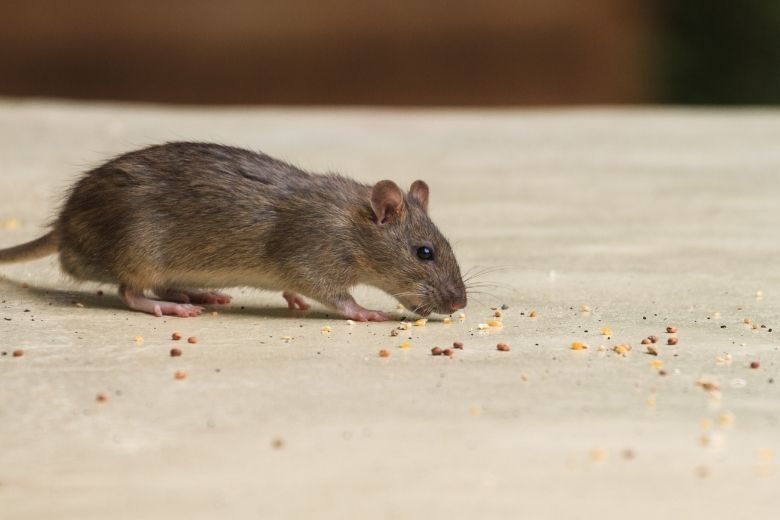 waldorf md pest control services