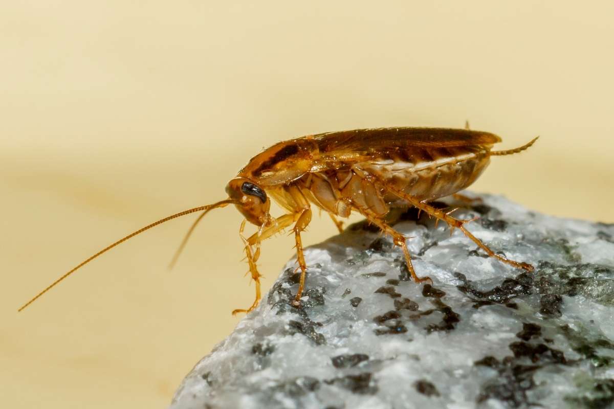 washington dc cockroach control
