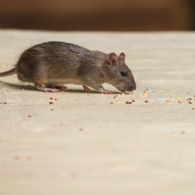 washington dc pest control and exterminator services