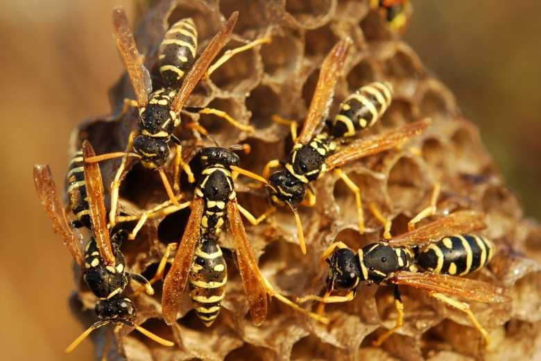 wasps