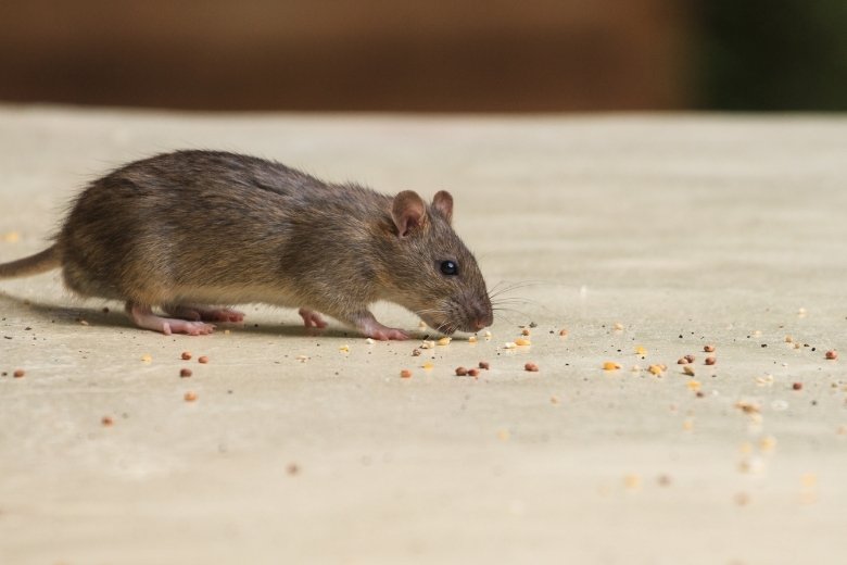 westminster md pest control services