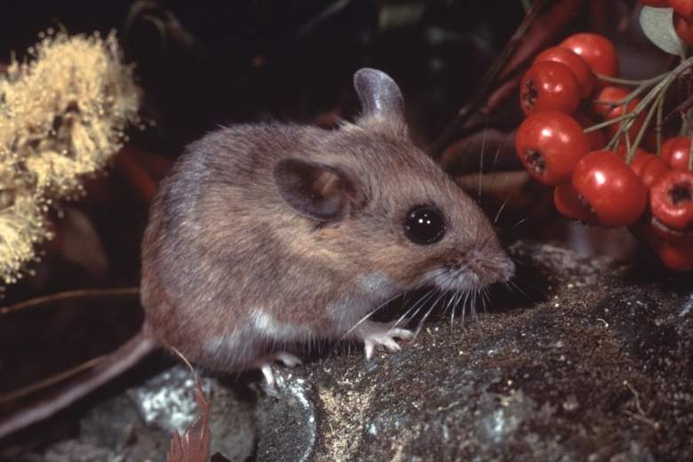white footed mouse