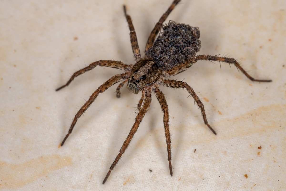 wolf spider control