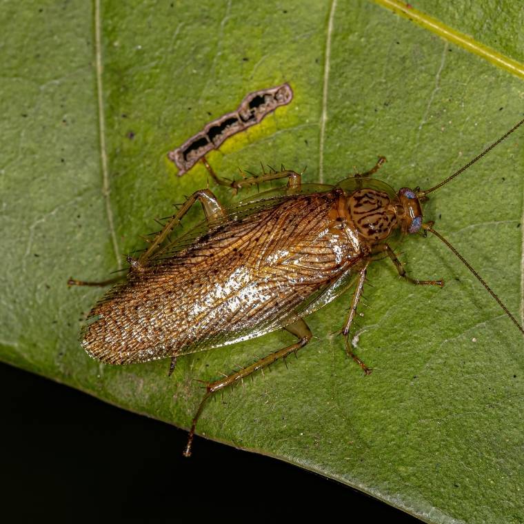 wood cockroach control