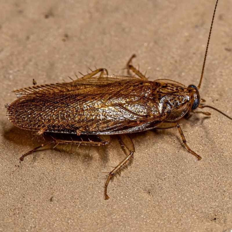 wood cockroach control