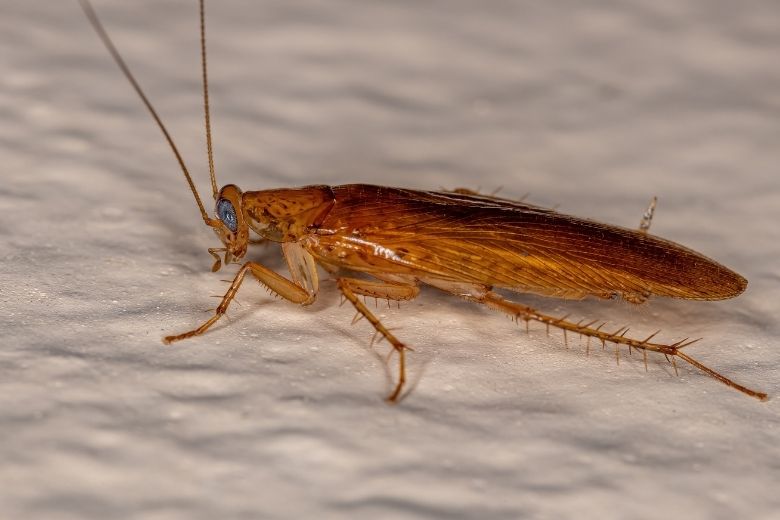 wood cockroach