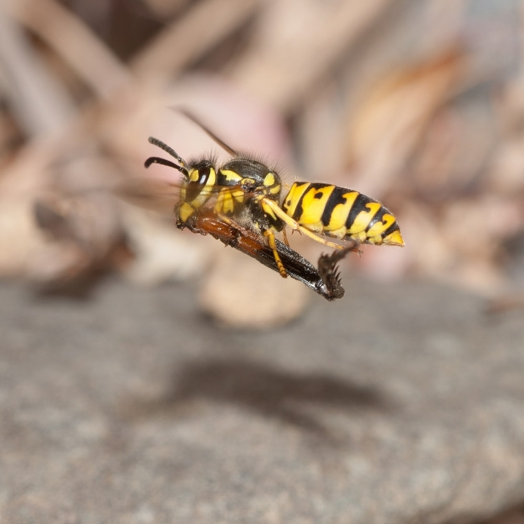 yellowjacket control