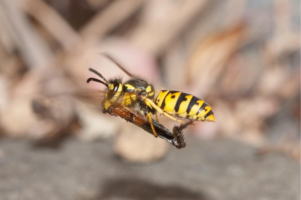 yellowjacket control