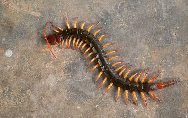a centipede on a basement floor