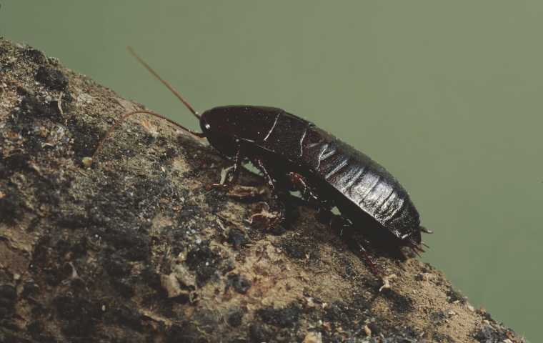 water bugs vs roaches