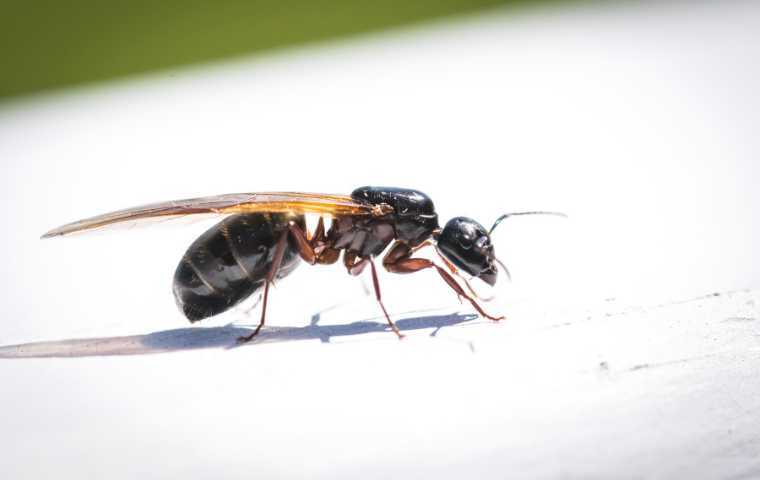 flying ants vs termites
