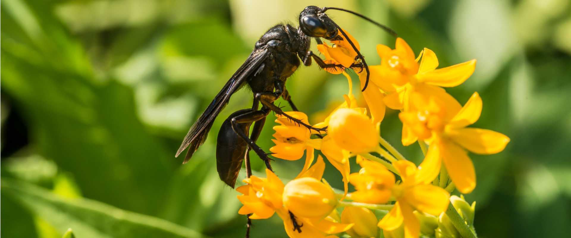 great black wasps