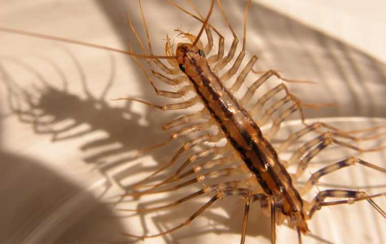 are house centipedes dangerous