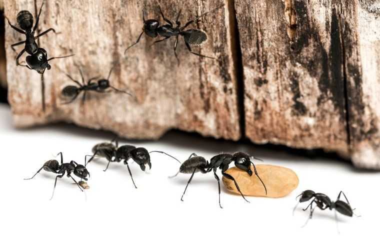 what do carpenter ants look like
