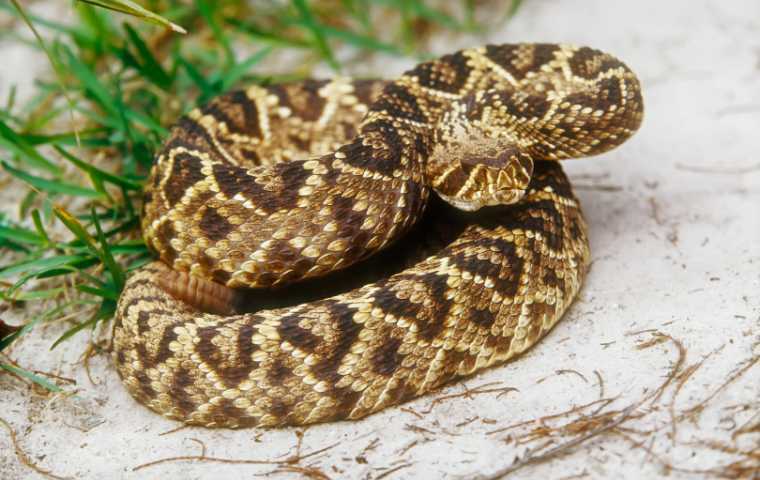 are rattlesnakes poisonous