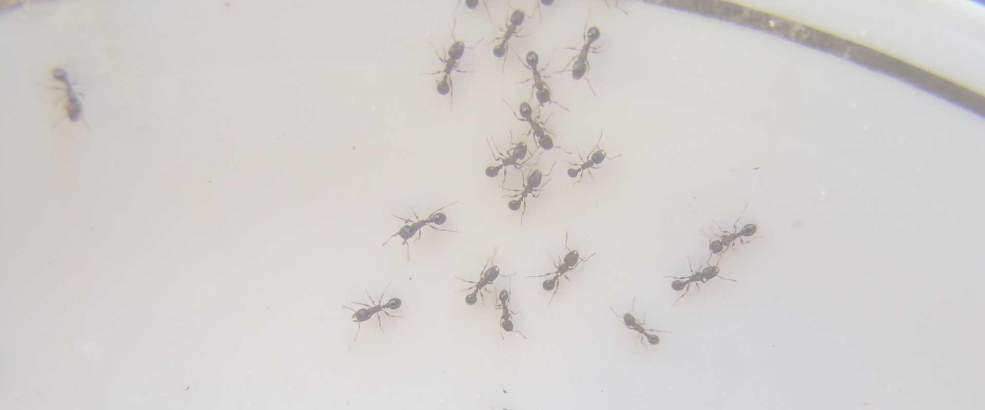pest control in kensington md
