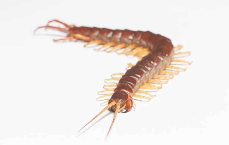 do centipedes bite