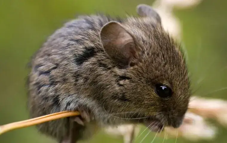 close up picture of a field mouse