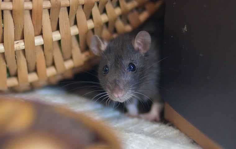 rat in a pantry