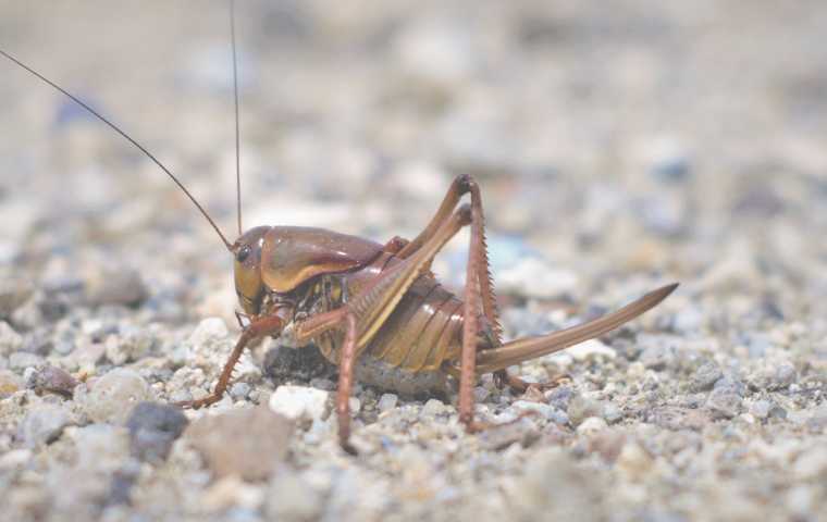 cricket sitting on the ground
