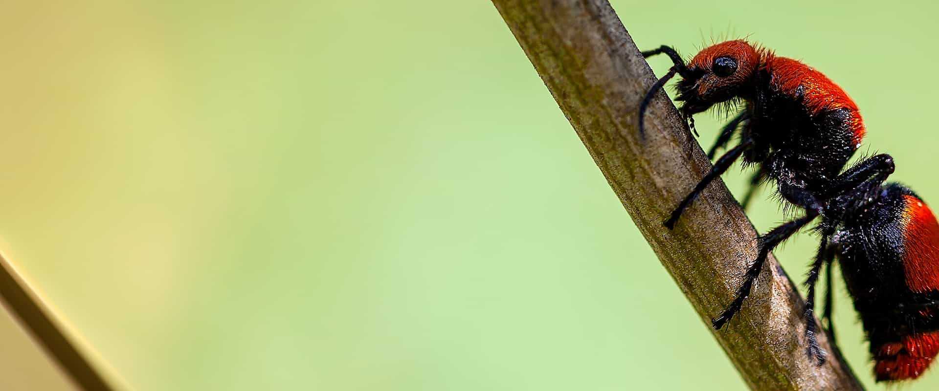 velvet ant on a stick