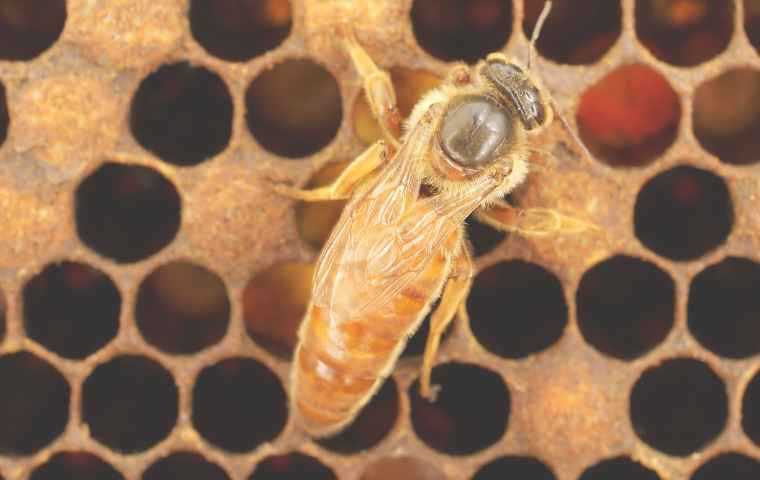 queen honey bee