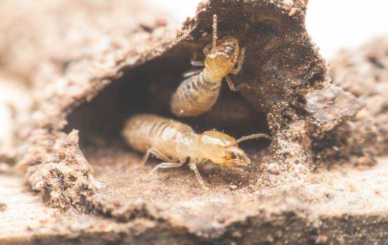 all about termite removal