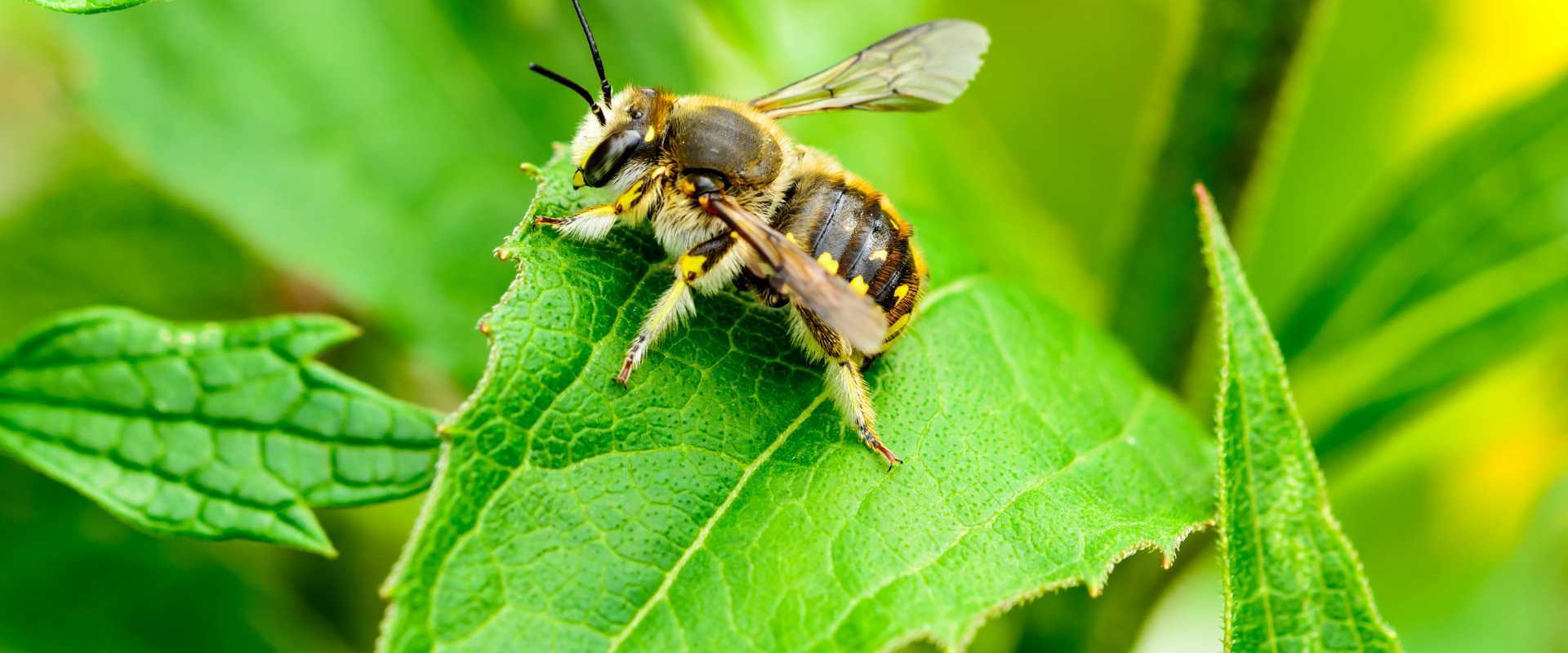 leaf cutter bees