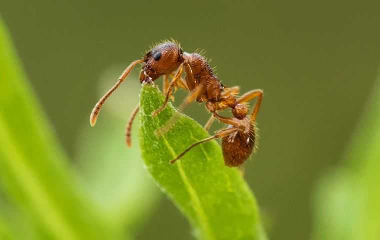 fire ant on a leafy plant