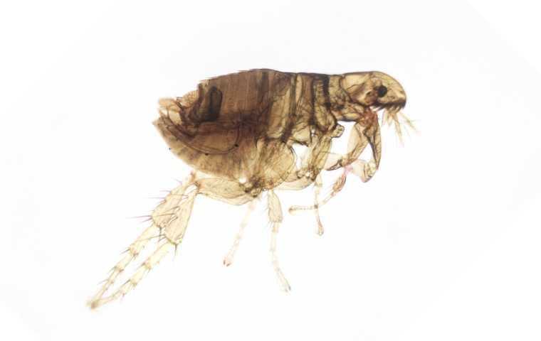 what do flea bites look like