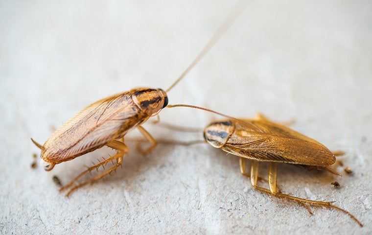 cockroaches crawling on a bathroom floor