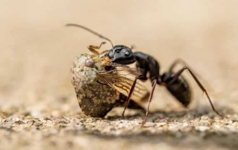 an ant carrying a dead cicada