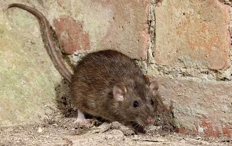 rat crawling near foundation