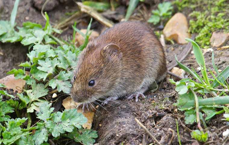 what do voles look like