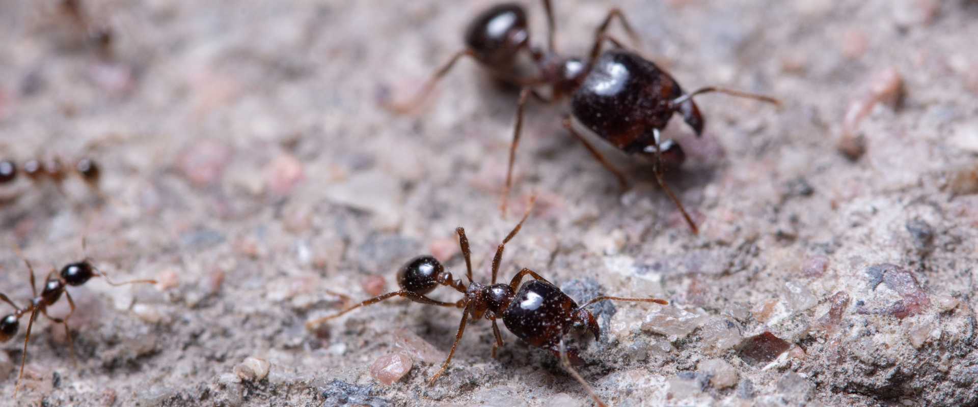 bigheaded ants