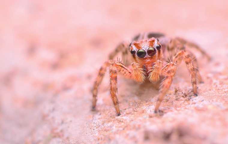 do jumping spiders bite