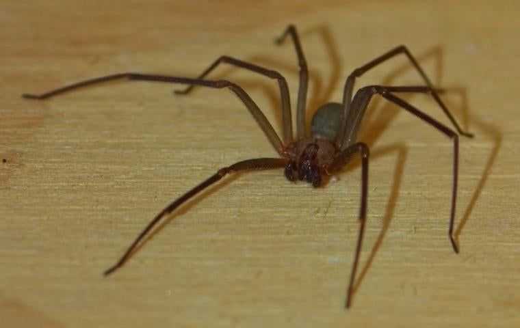 brown recluse spider in woodbine md