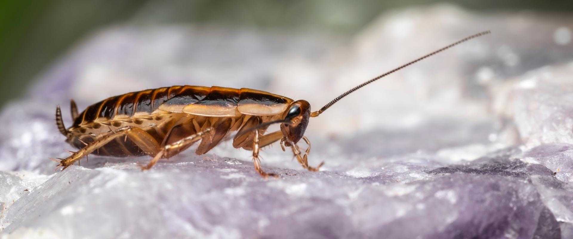 a German cockroach inside a home in Dundalk MD