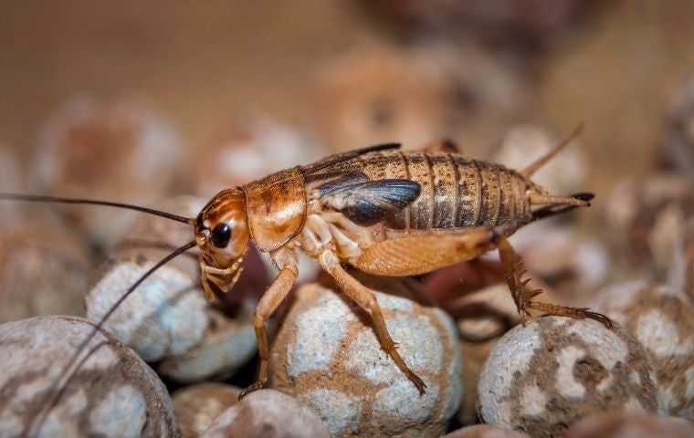 what do crickets look like