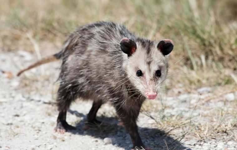 what do possums look like