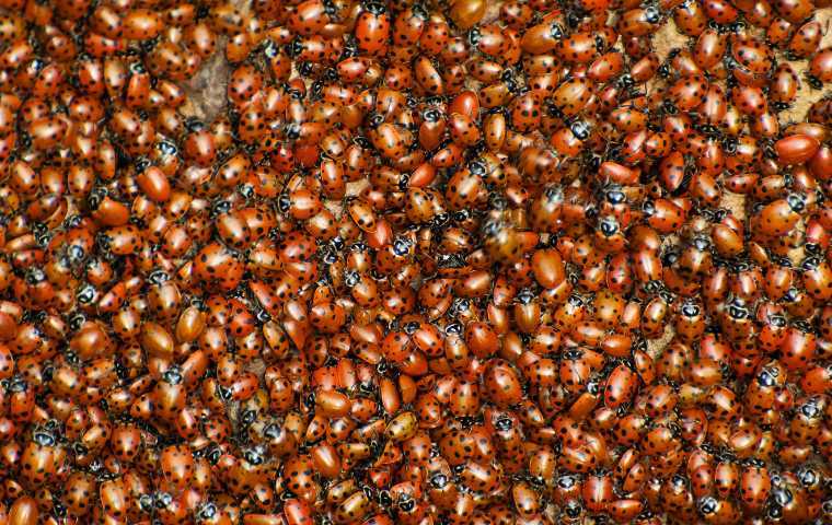 are ladybugs invasive