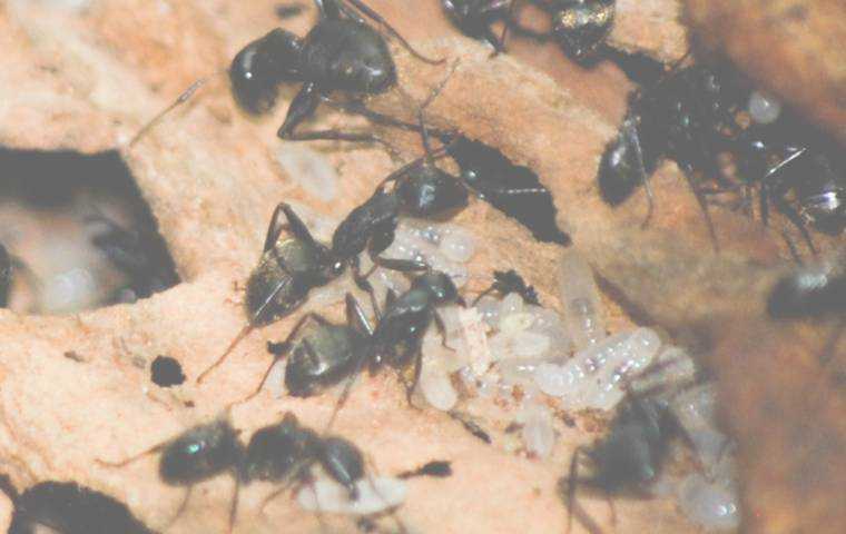 what is the difference between carpenter ants and termites