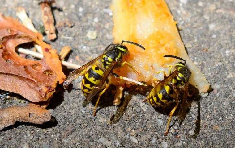 yellowjackets eating a piece of fruit on the ground