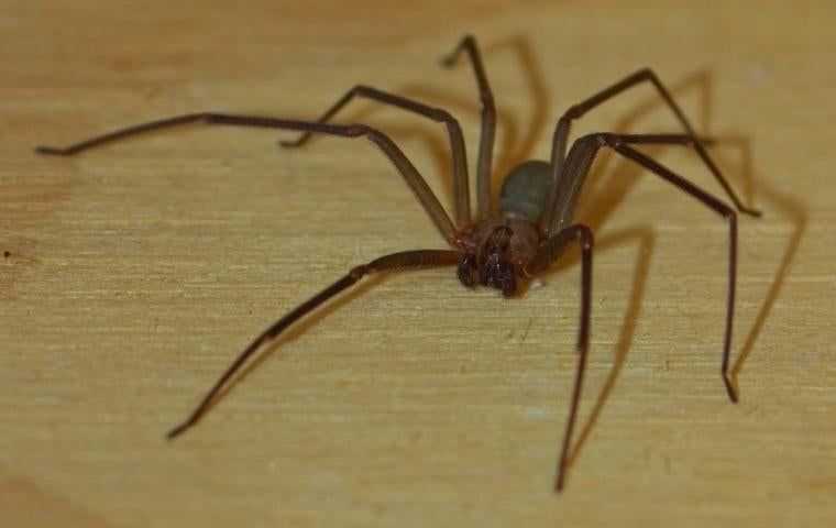 brown recluse spider