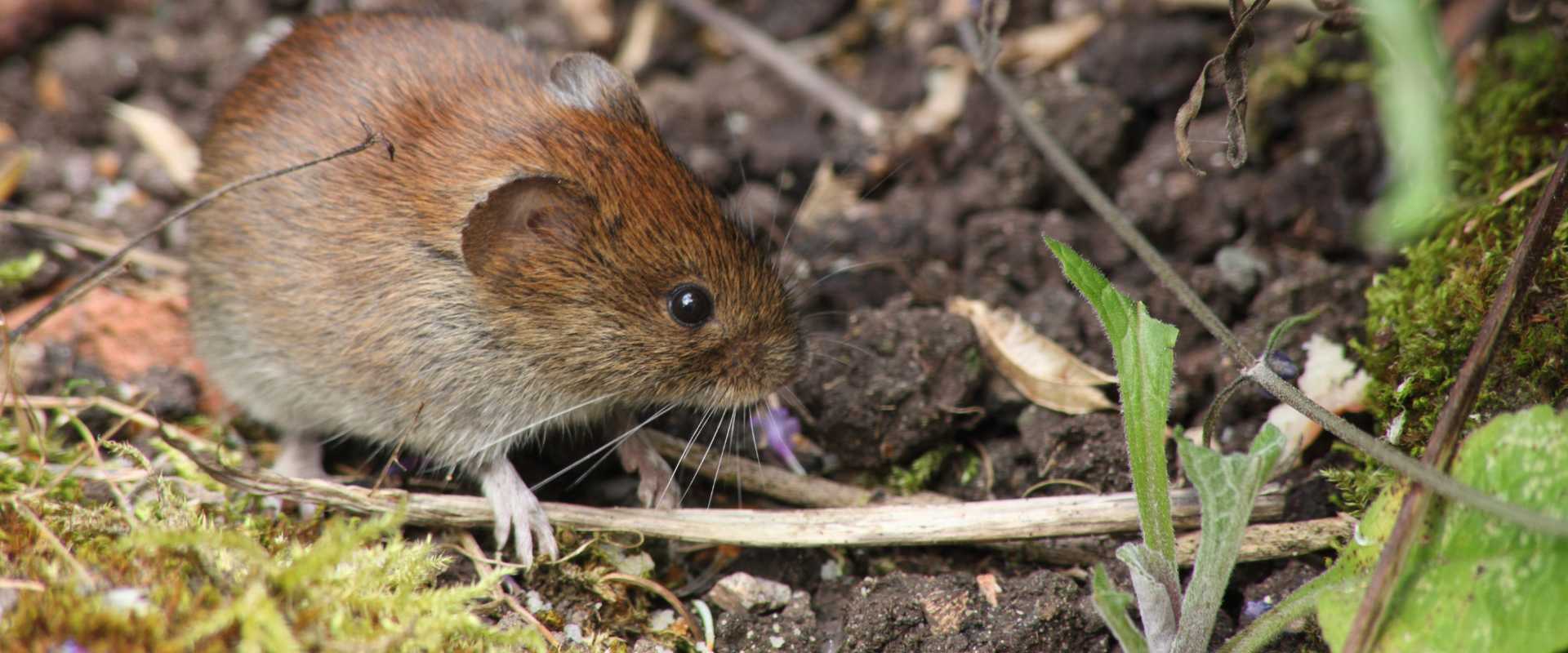 How to Trap Voles, Vole Trapping