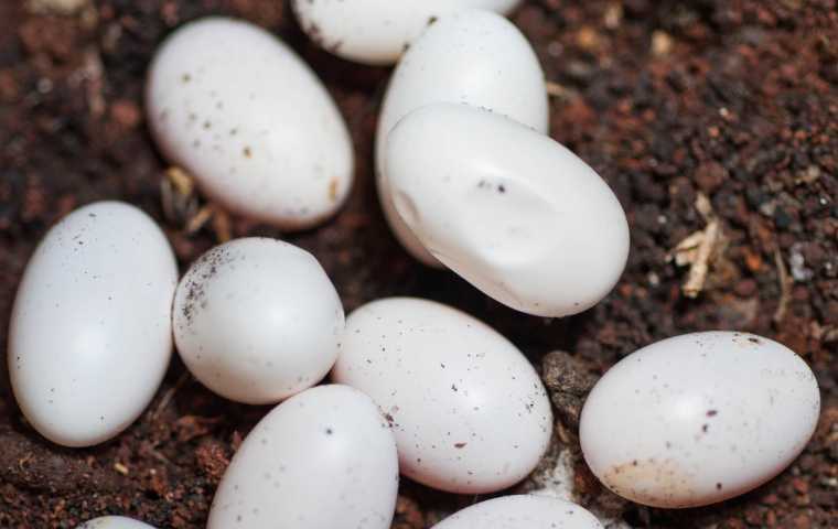 what do snake eggs look like